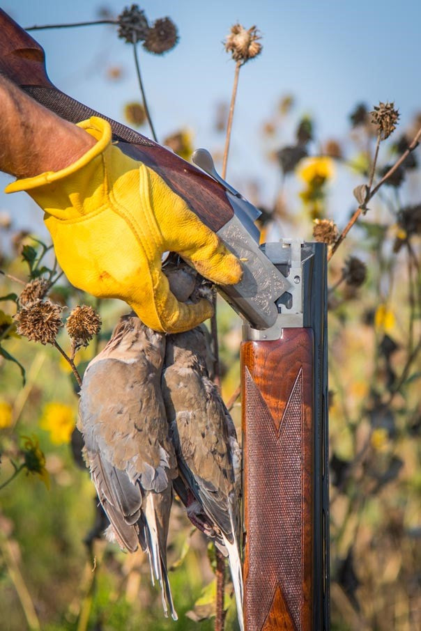 Tips for a successful dove season opening day
